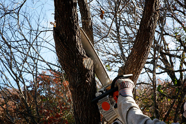 Best Tree and Shrub Care  in USA